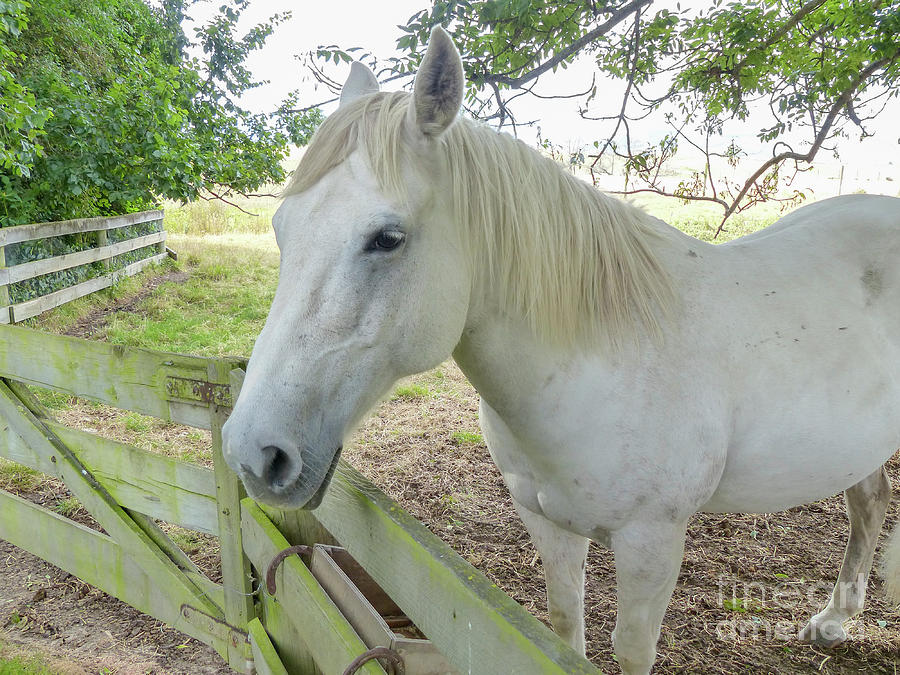 Portrait of a white horse g3 Photograph by Dan Yeger