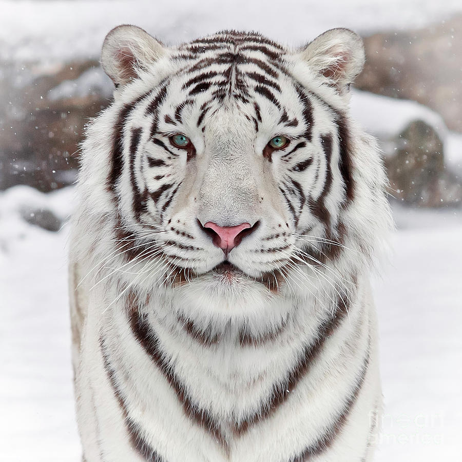 Portrait Of A White Tiger Photograph by Sergei Gladyshev