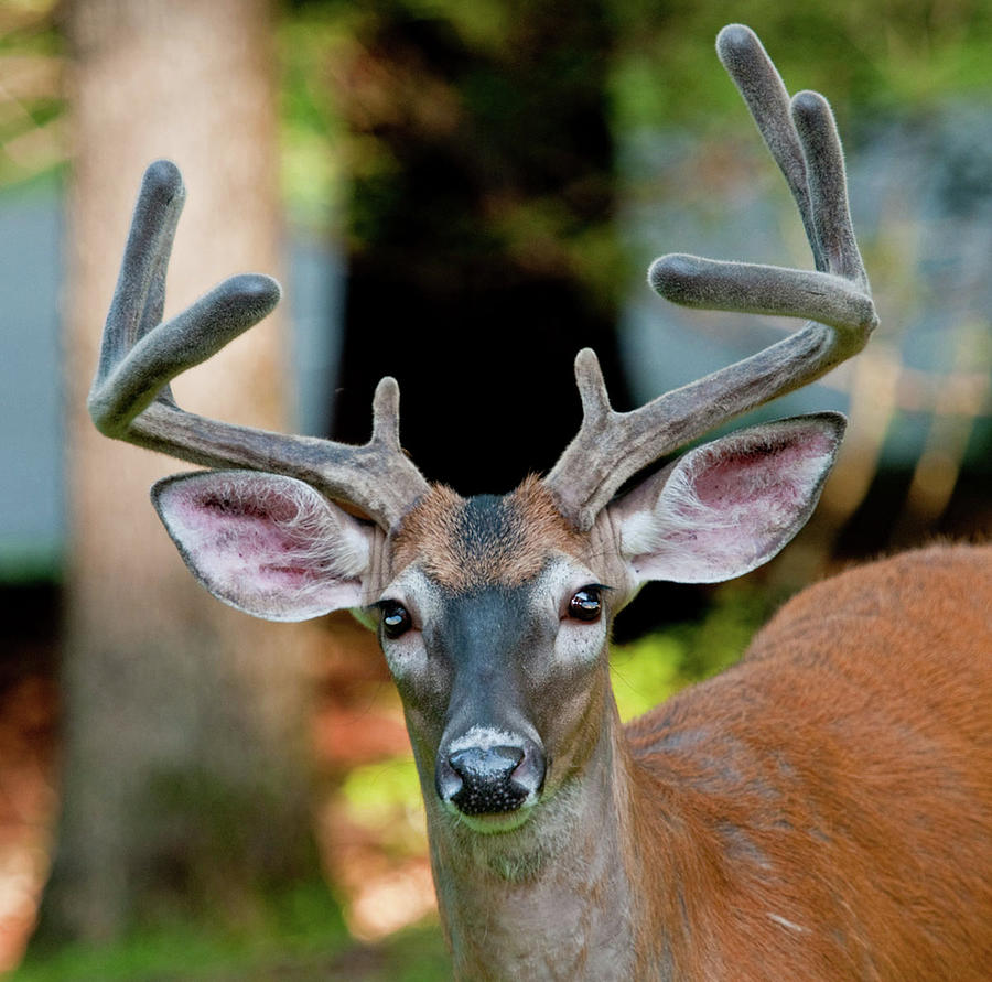 Portrait Of A Whitetail Buck Photograph by Natures Gifts Captured