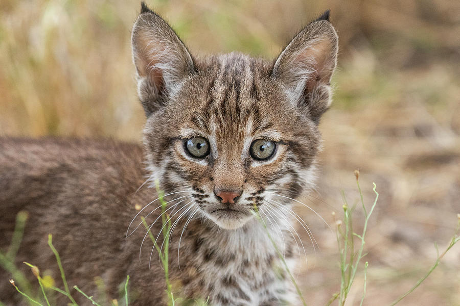 Portrait Of A Wild Female Bobcat Kitten Texas Usa Photograph By Karine Aigner 6007