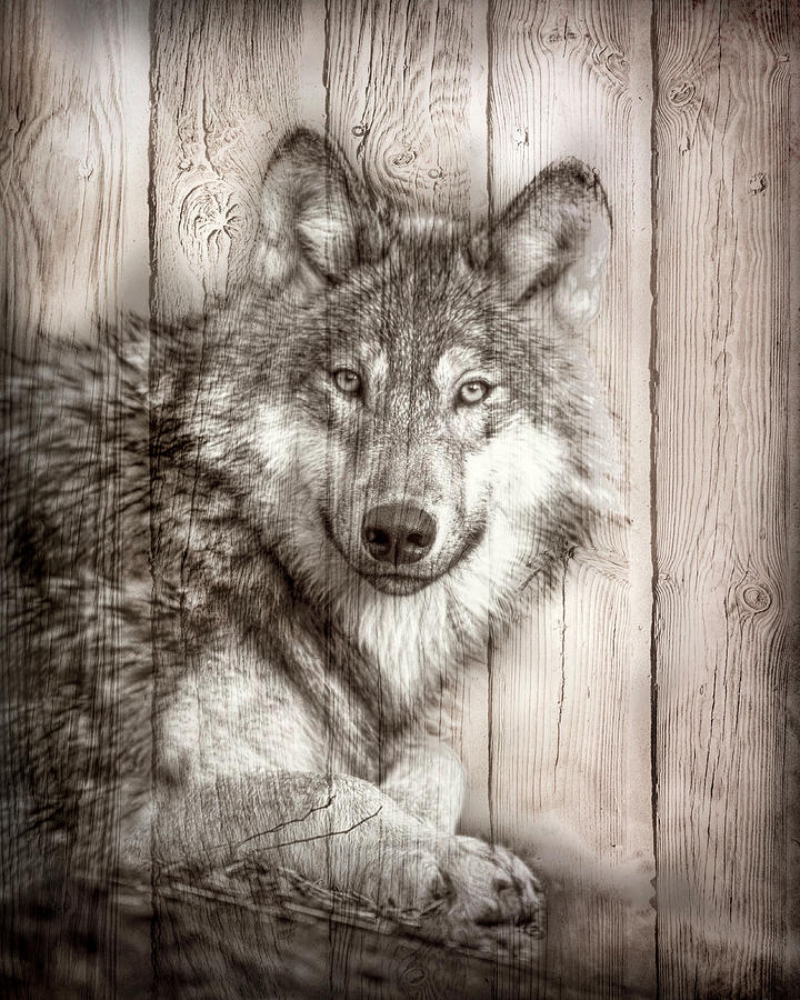 sepia brown wolf