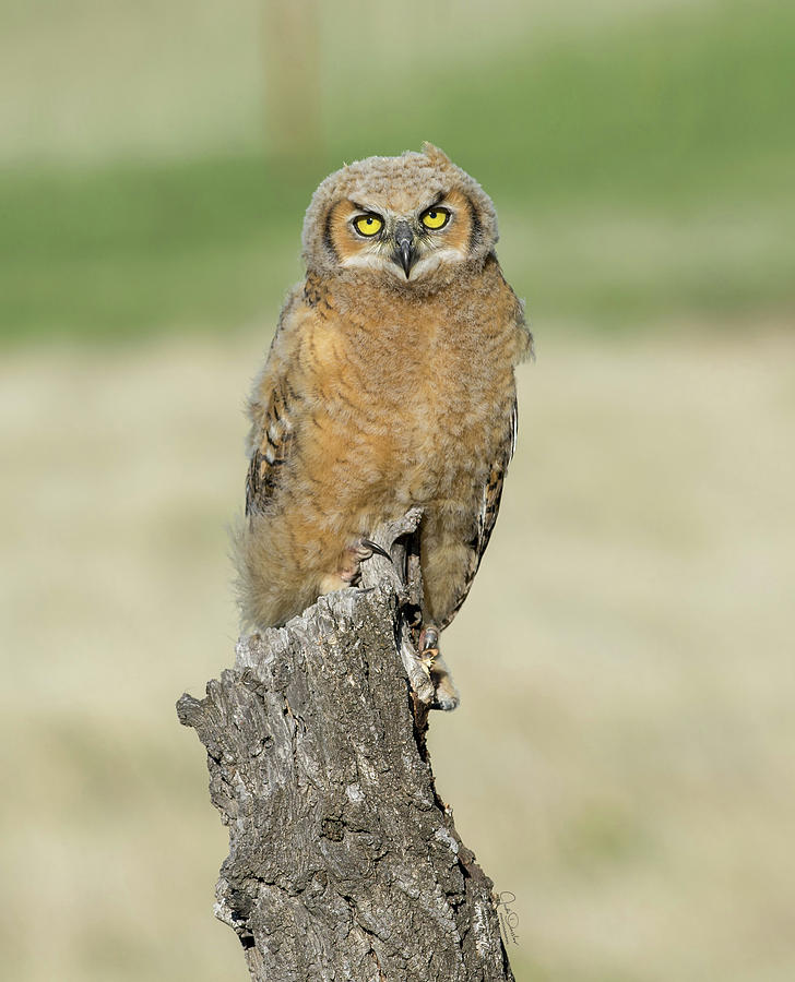 Portrait of a Young Great Horned Owl Photograph by Judi Dressler