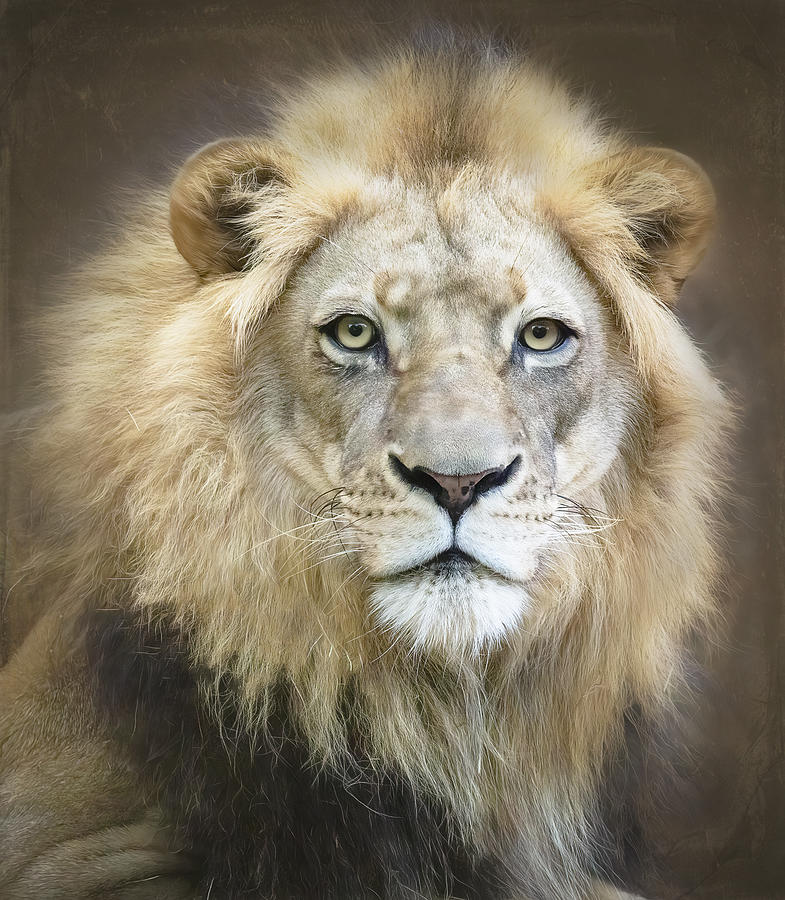 Portrait Of A Young Male Lion Photograph by Linda D Lester