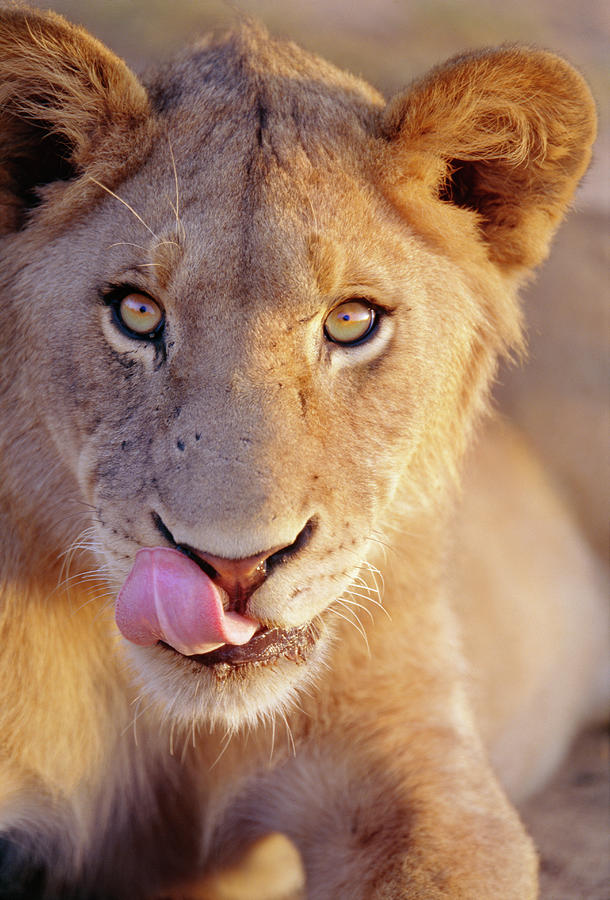 Portrait Of A Young Male Lion Showing Photograph by Laurence Monneret