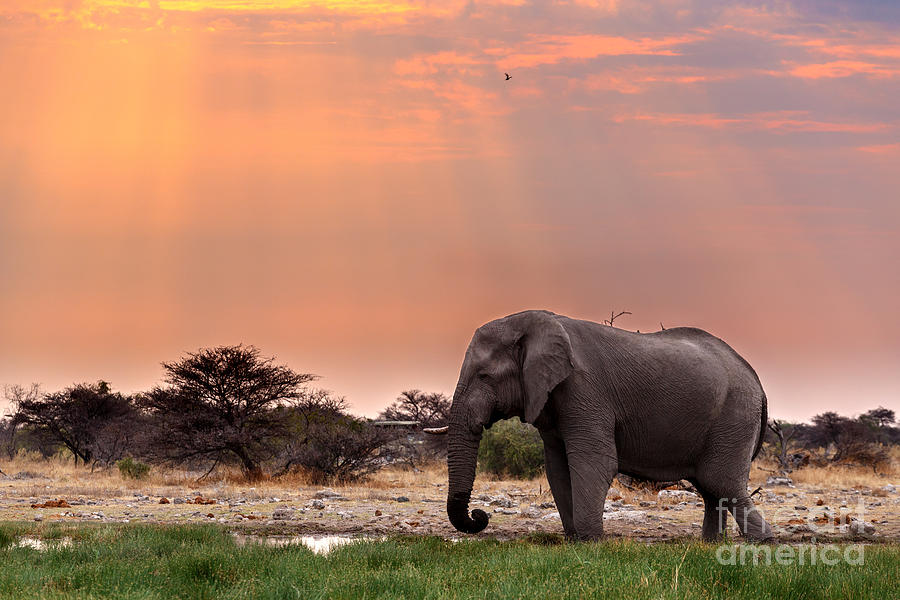 Love Photograph - Portrait Of African Elephants With Dusk by Artush Love Photograph - Portrait Of African Elephants With Dusk by Artush