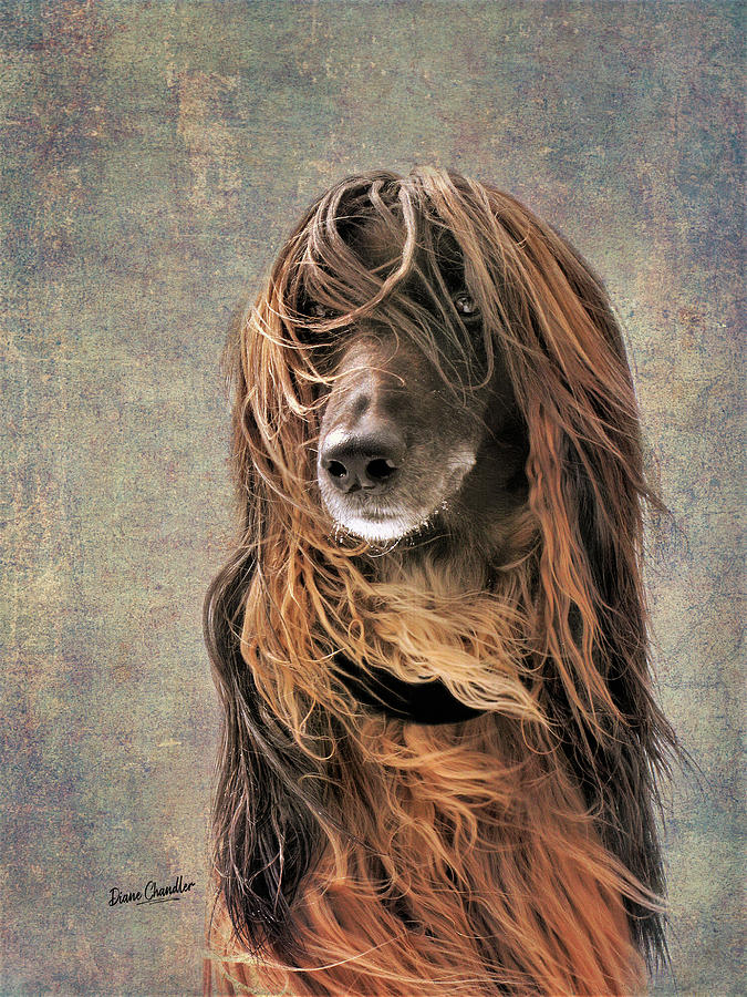 Portrait of an Afghan Hound Photograph by Diane Chandler