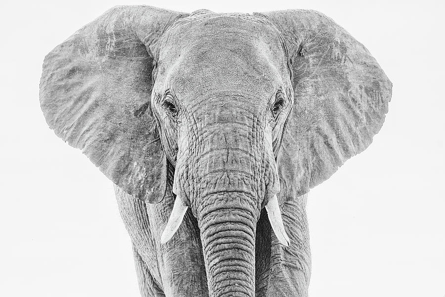 Portrait of an African Elephant Bull in Monochrome Photograph by Mark Hunter