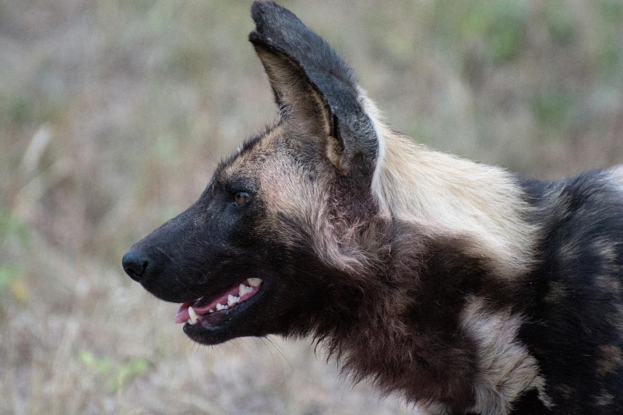 Portrait of an African Wild Dog Photograph by Mark Hunter