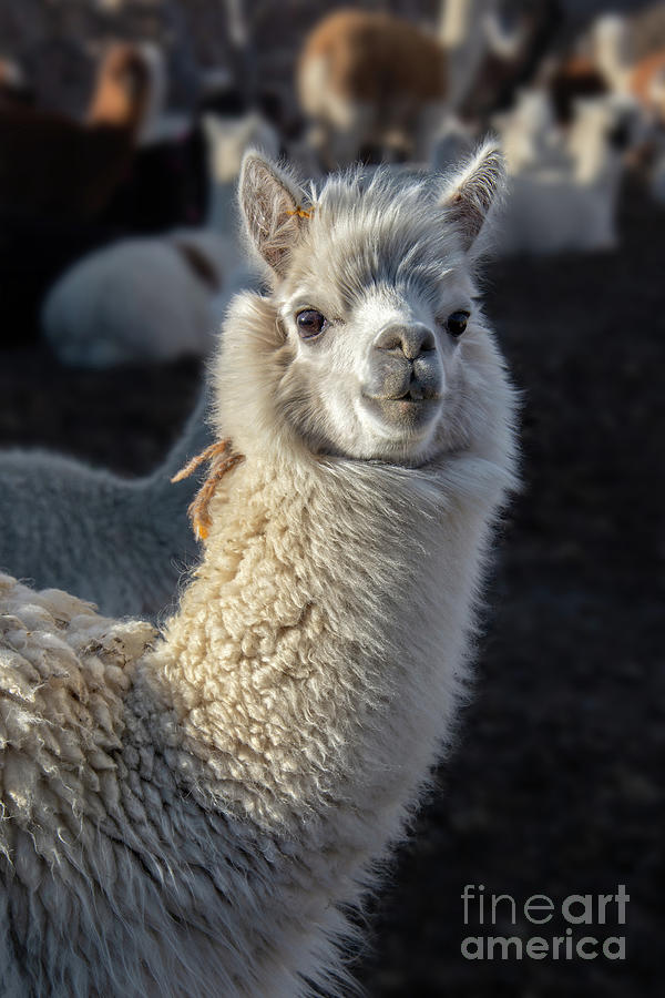Portrait of an alpaca  Photograph by Delphimages Photo Creations