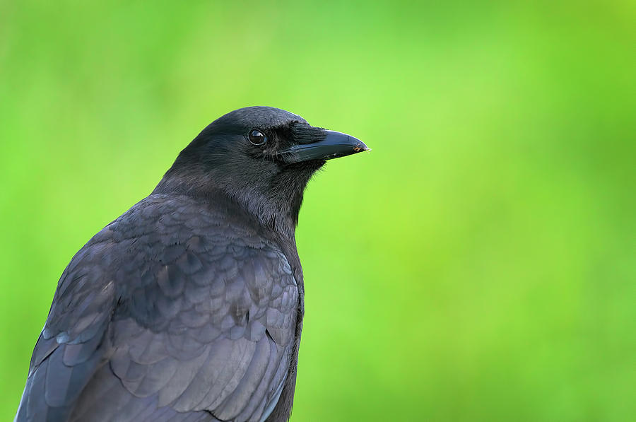 Portrait of an American Crow by Sharon Talson Portrait of an American Crow by Sharon Talson