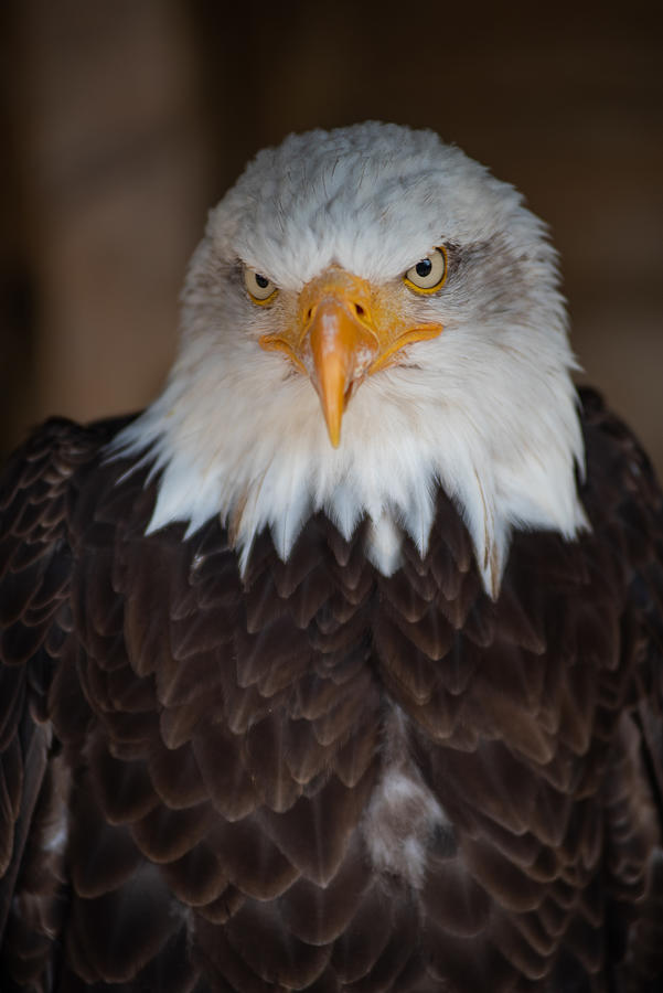 Portrait Of An American Eagle Photograph by Mary Ionita