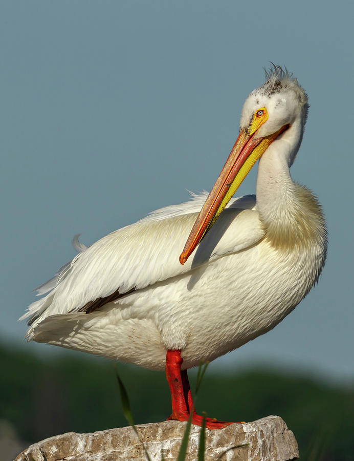 Portrait Of An American White Pelican 2014-1 Photograph by Thomas Young