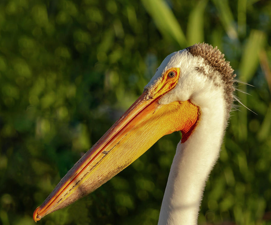 Portrait Of An American White Pelican 2014-2 Photograph by Thomas Young