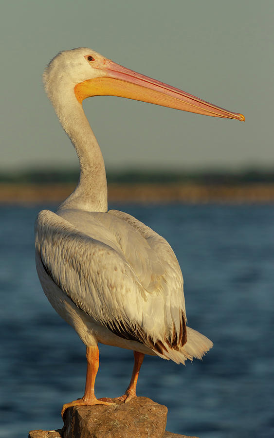 Portrait Of An American White Pelican 2014-3 Photograph by Thomas Young
