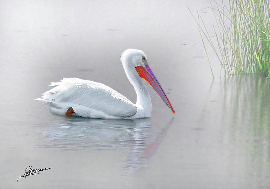 Nature Photograph - Portrait of an American White Pelican by Phil Jensen