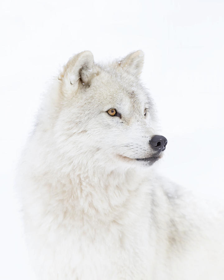 Winter Photograph - Portrait Of An Arctic Wolf by Jim Cumming