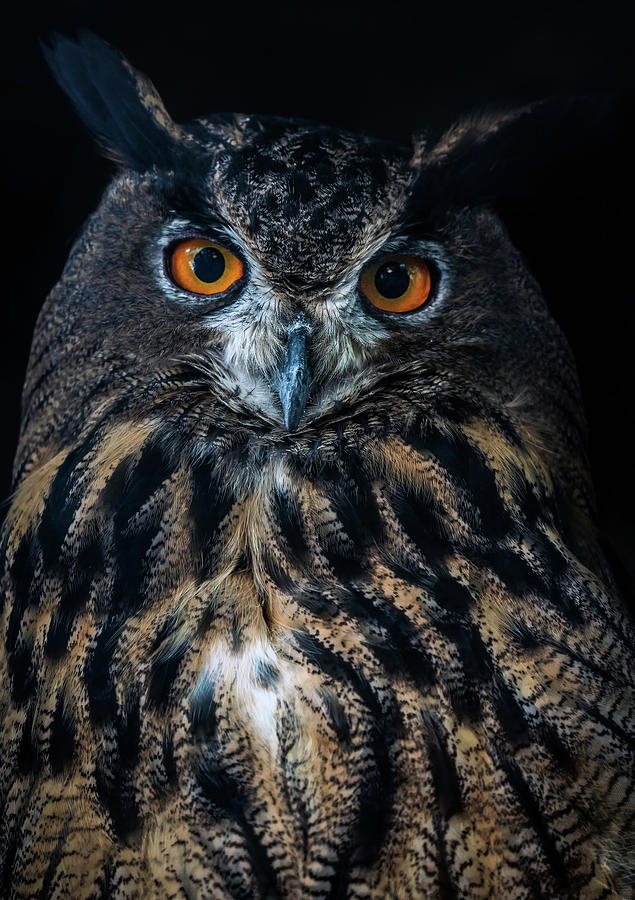 Portrait of an Eagle Owl Photograph by Jaroslaw Blaminsky
