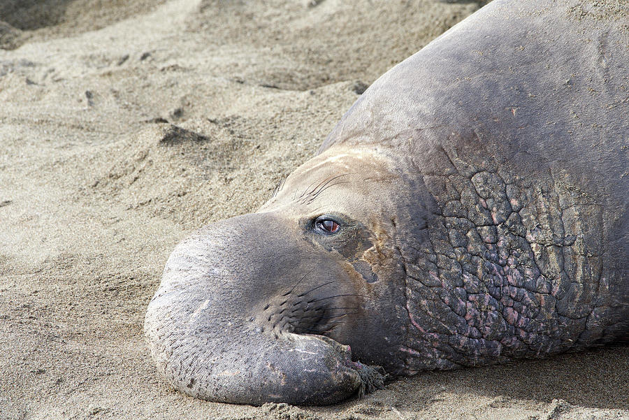 Portrait of an Elephant Seal Bull resting Photograph by Sheila Fitzgerald