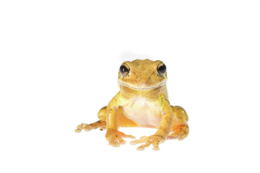 Portrait Of An Invasive Cuban Tree Frog On White Photograph by Karine Aigner / Naturepl.com Portrait Of An Invasive Cuban Tree Frog On White Photograph by Karine Aigner / Naturepl.com