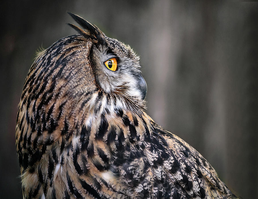Portrait Of An Owl Photograph