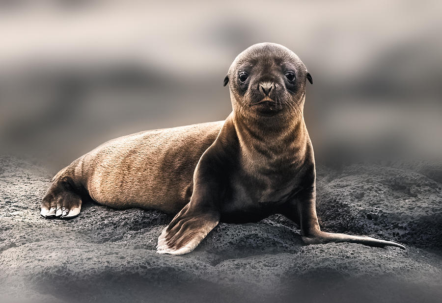 Portrait Of Baby Sea Lion Photograph by Yang Jiao