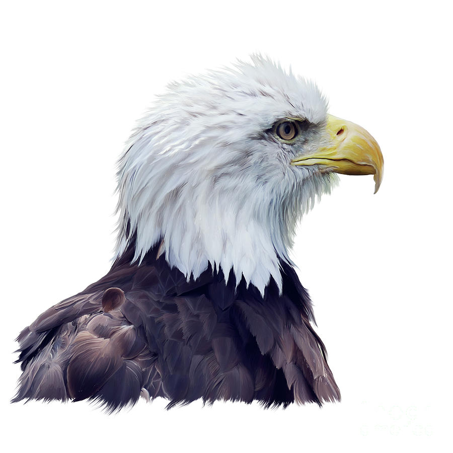 Portrait Of Bald Eagle Watercolor Digital Art By Svetlana Foote - Fine 