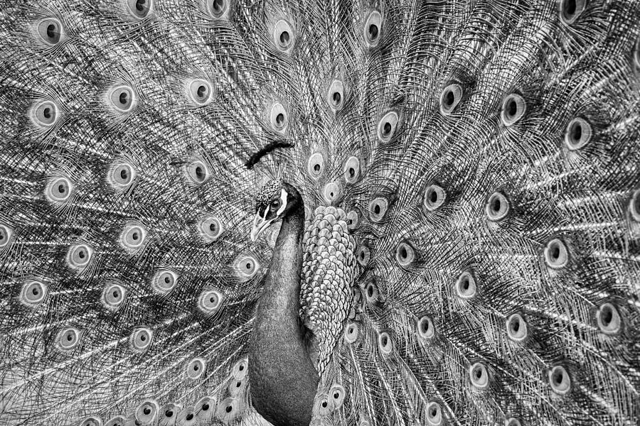Peacock Photograph - Portrait Of Beautiful Peacock by Pter Mocsonoky