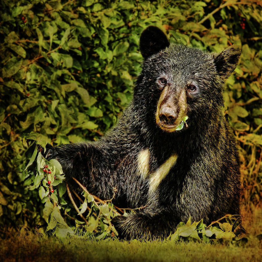 Portrait Of Black Bear Eating Berries Photograph by Melinda Moore