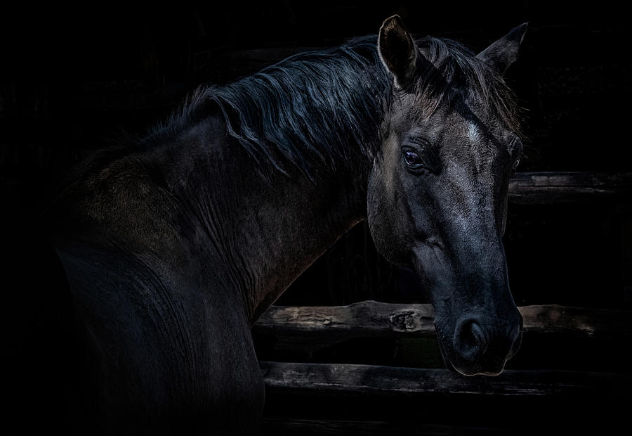 Portrait Of Black Horse Photograph
