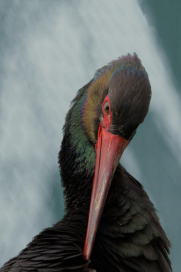 Stork Photograph - Portrait Of Black Stork by Alberti Patrick
