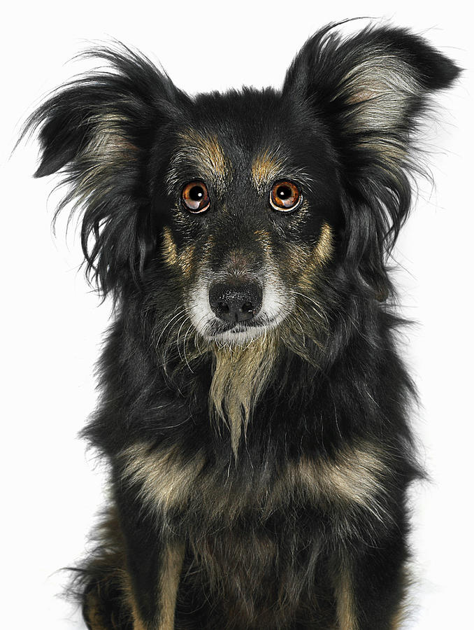 Portrait Of Border Collie Cross Dog Photograph by Gandee Vasan