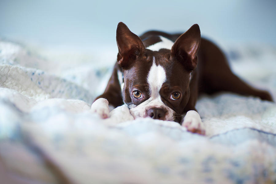 Portrait Of Boston Terrier Lying On Bed Digital Art by Rebecca Nelson ...