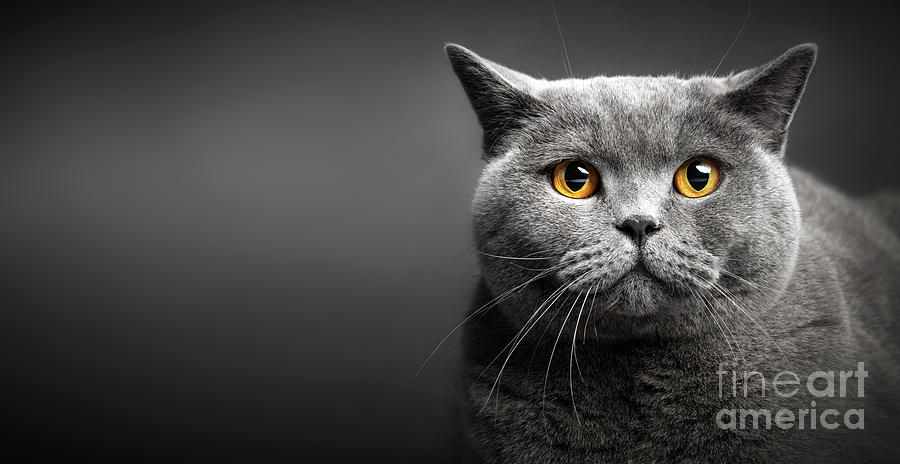 Portrait Of British Shorthair Cat On Black. Photograph