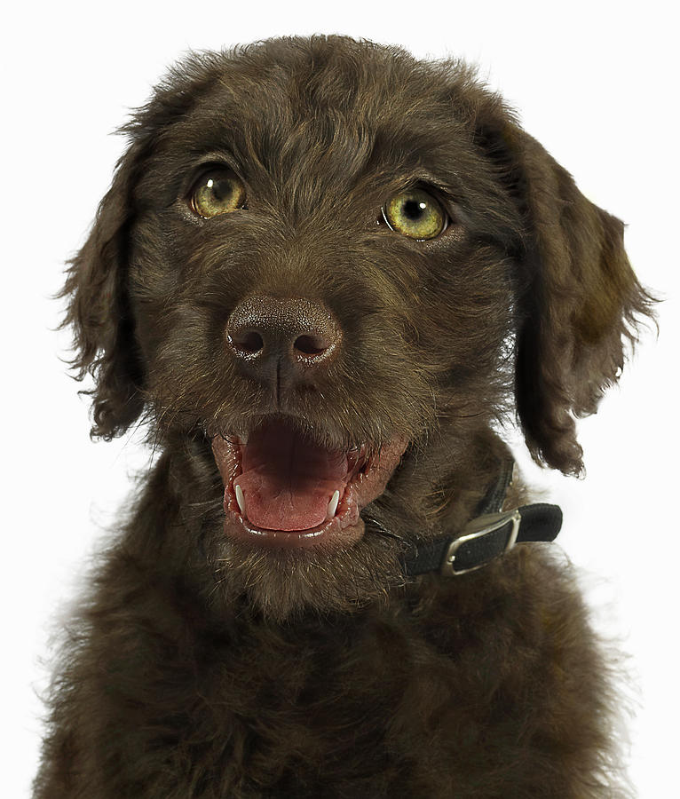 Portrait Of Brown Labradoodle Puppy Photograph by Gandee Vasan