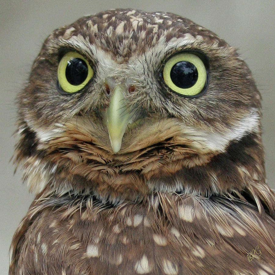 Portrait Of Burrowing Owl Photograph by Ben and Raisa Gertsberg