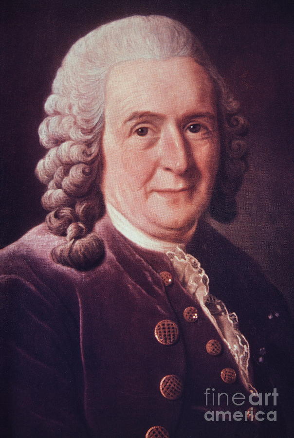 Portrait Of Carl Linnaeus Photograph by Science Photo Library