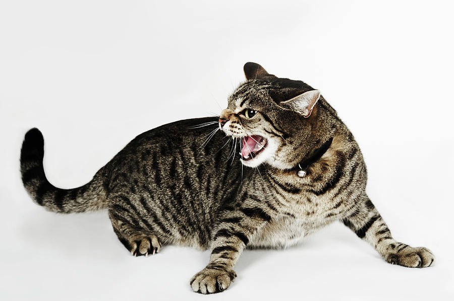 Portrait Of Cat Hissing Photograph by Flashpop