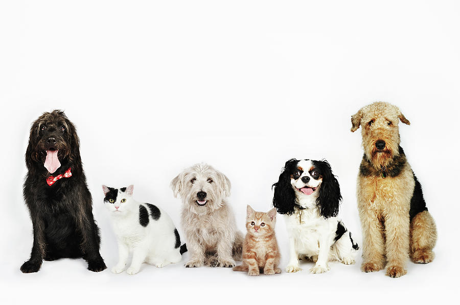 Portrait Of Cats And Dogs Sitting Photograph by Flashpop