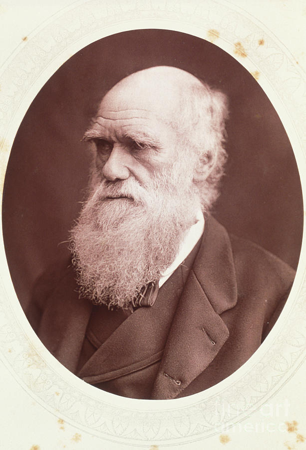 Portrait Of Charles Darwin Photograph by George Bernard/science Photo ...