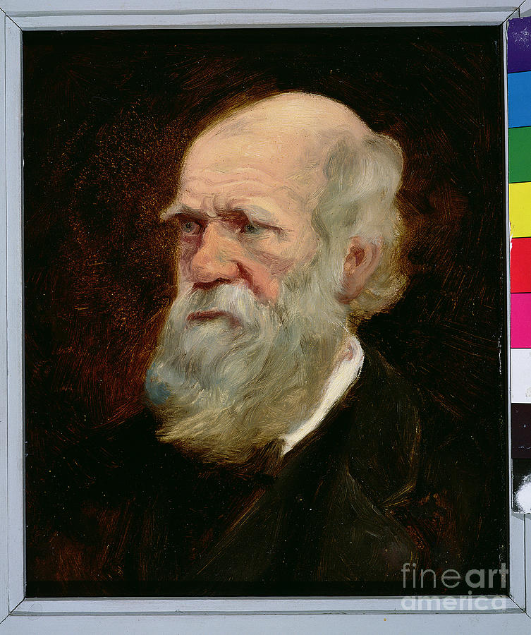 Portrait Of Charles Robert Darwin Painting by English School