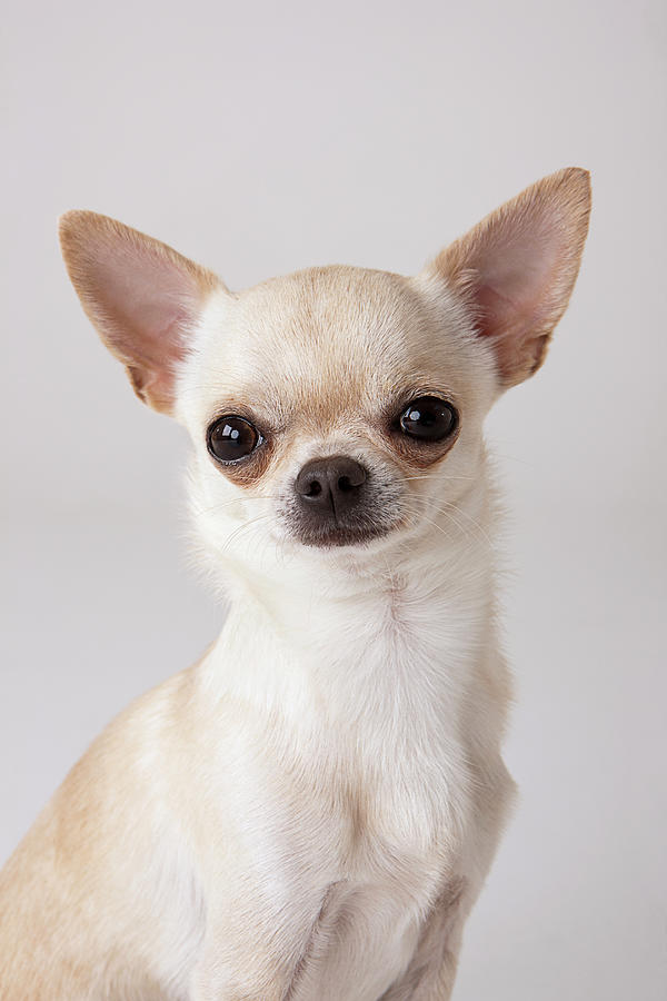 Portrait Of Chihuahua Photograph by Compassionate Eye Foundation/david Leahy
