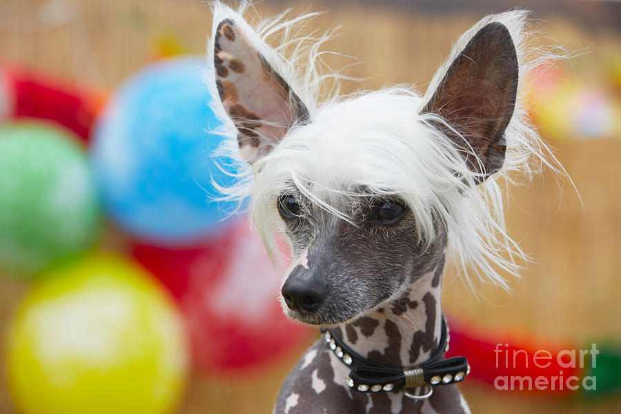 Birthday Photograph - Portrait Of Chinese Crested Dog - Copy by Jaromir Chalabala Birthday Photograph - Portrait Of Chinese Crested Dog - Copy by Jaromir Chalabala