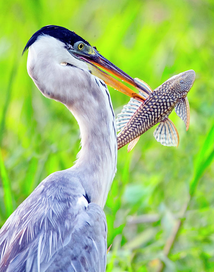 Portrait Of Cocoi Heron With Fish Photograph by Panoramic Images