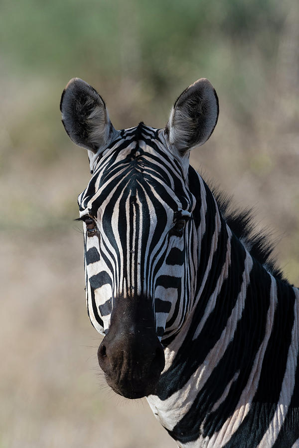 Portrait Of Common Zebra (equus Quagga) Tsavo, Kenya, Africa Digital ...