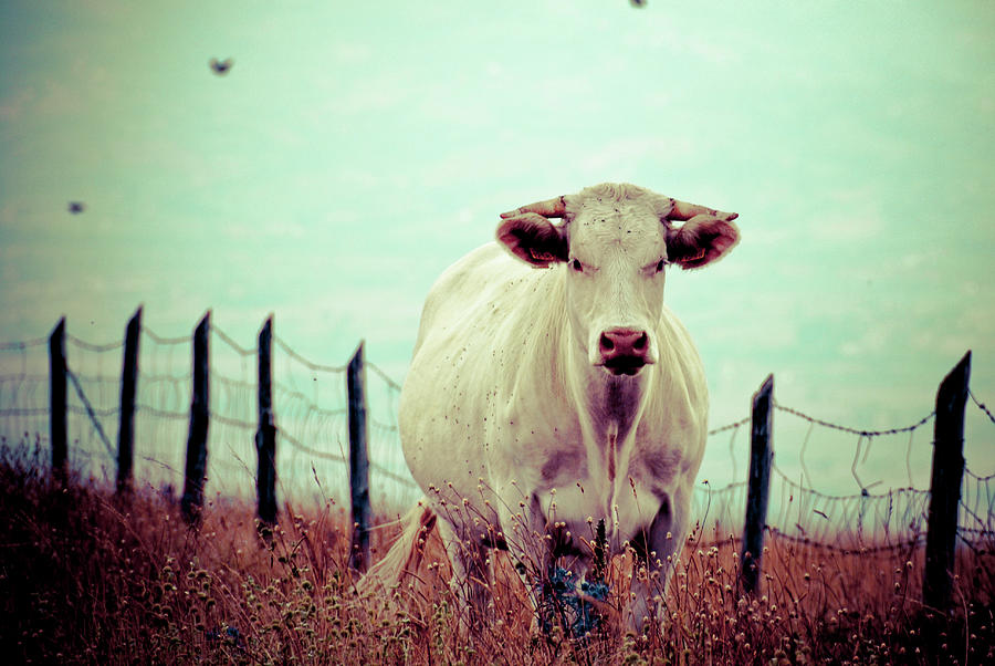 Portrait Of Cow And Fence Photograph by Tiziana Nanni