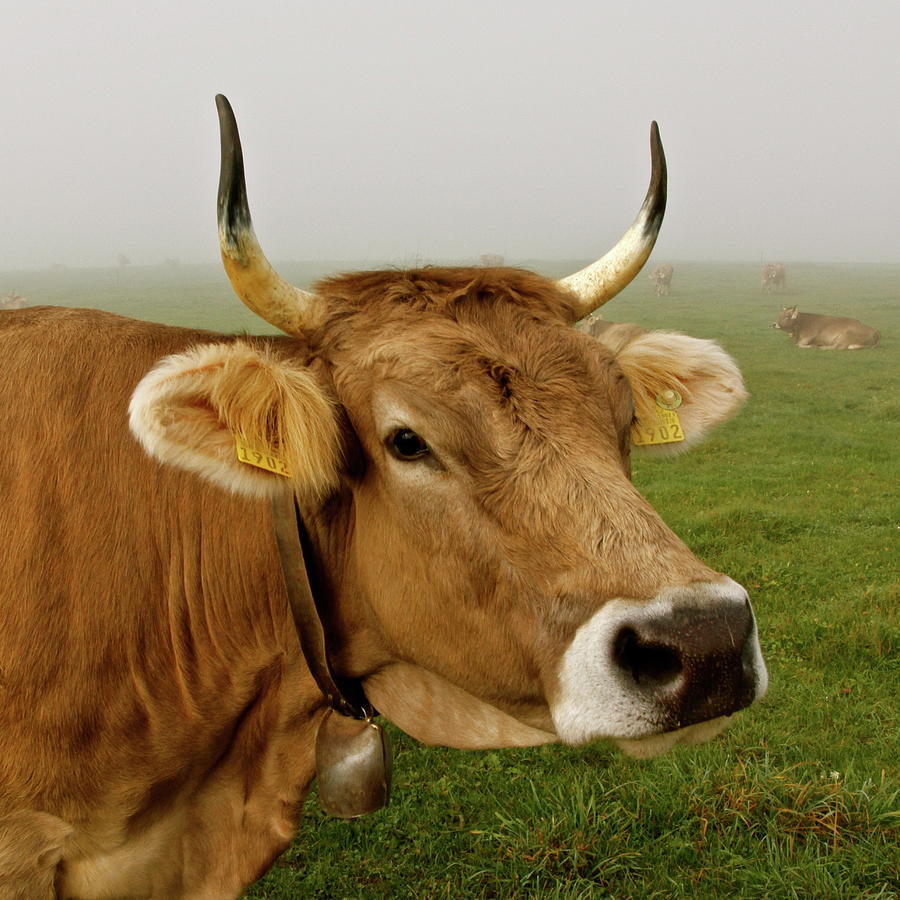 Portrait Of Cow Photograph by Roland Lehmann
