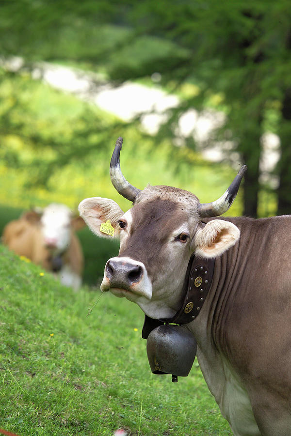 Portrait Of Cow Wearing Cow Bell Looking At Camera, Swiss Alps, Switzerland  by Walter Zerla