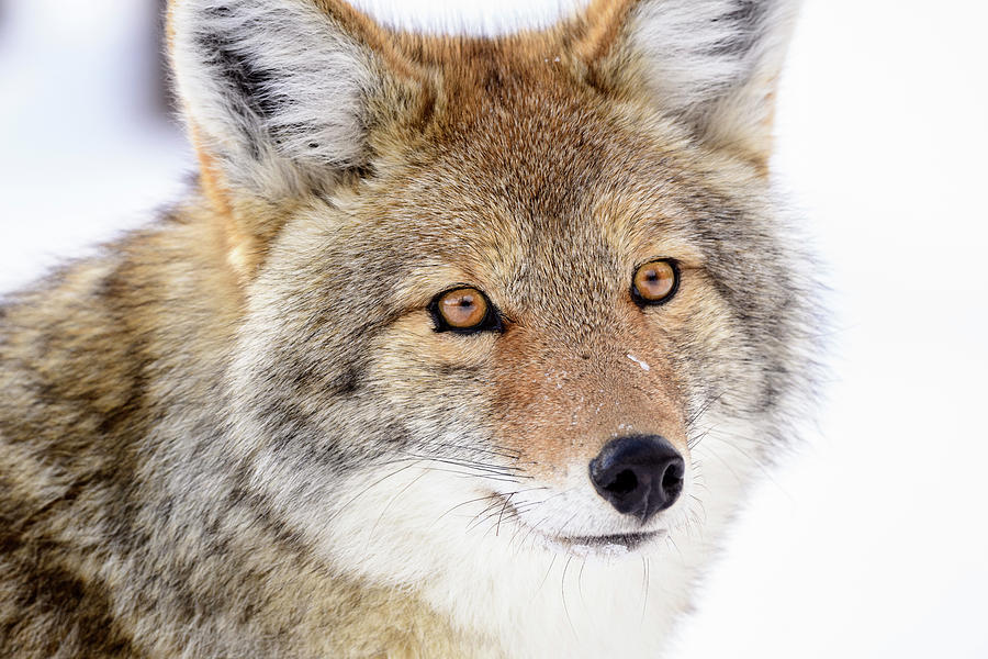 Portrait Of Coyote Yellowstone National Park, Wyoming. Photograph by Nick Garbutt / Naturepl.com Portrait Of Coyote Yellowstone National Park, Wyoming. Photograph by Nick Garbutt / Naturepl.com