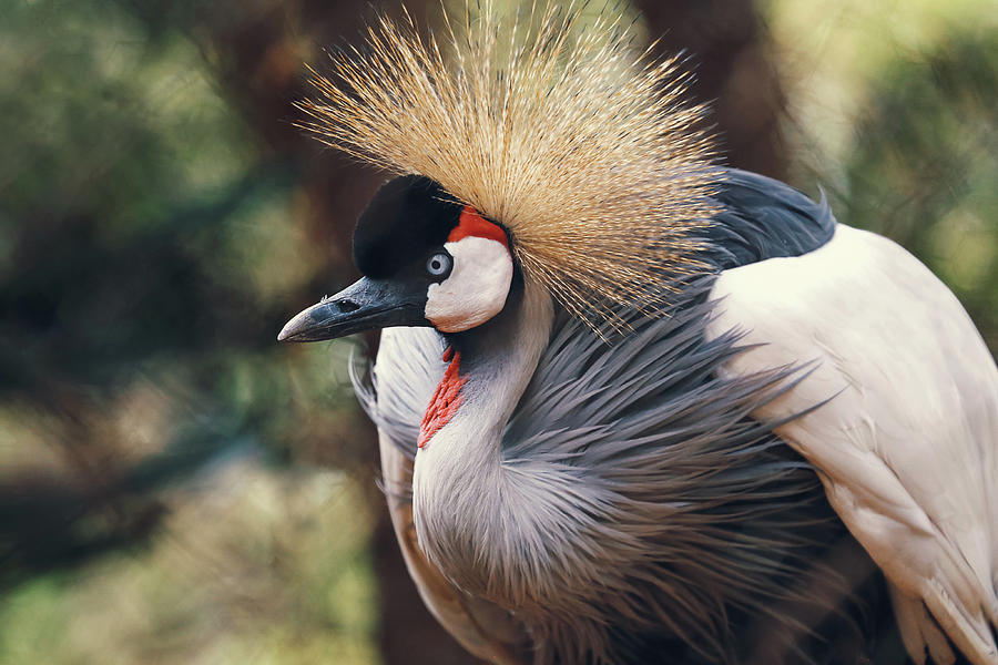 Portrait of crowned crane bird in Africa, Kenya Photograph by Masha ...