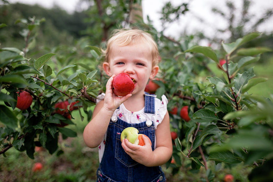 Portrait Of Cute Girl Eating Apple While Standing Against Fruit Trees ...